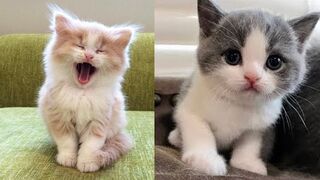 10 Baby Cats - Cute and Funny Baby Cat Videos Compilation