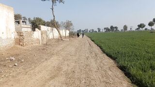 Heavy Sahiwal Bulls