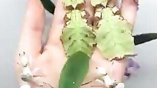 So Nice Video Please Like And Share Kren Shukrya