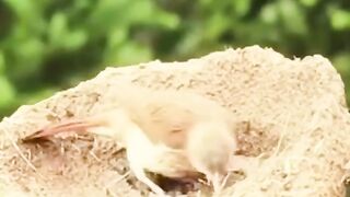 How does a bird build its nest