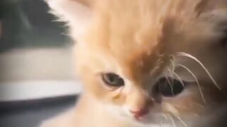 Cat# baby cat videos