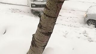 Murre snow fall accident