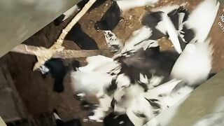 Pigeons