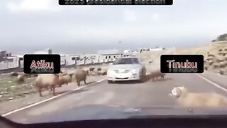 Best animal fight of all time