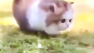 Beautiful cat
