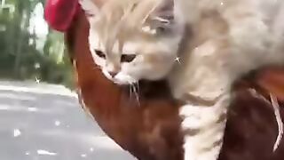 Cat fun