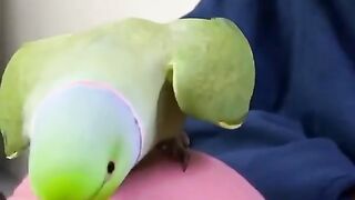 My beautiful  talking parrot