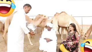 Camel kicked a man ????????