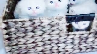 Funny video cat ????
