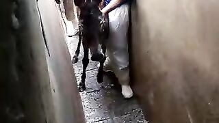 indian donkey