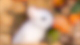 Rabbit like orange eating funny video