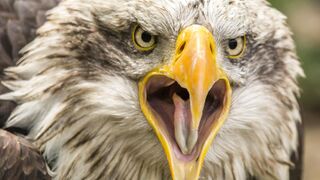 Eagle cheel ki rochak jankari