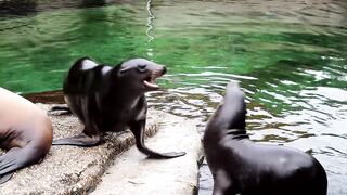 Animals fighting very funny