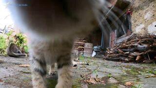 cat with go pro