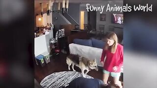 Funny Cats & Dogs Videos???? 2023