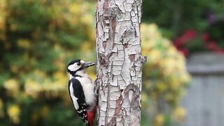 Woodpecker Great spotted, Blue Tit Bird Tree Trunk, Bird Dunnock Hedge Sparrow, Bull Finch Garden Birds