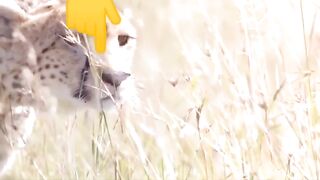 Wlid hunting Leopard Vs Deer