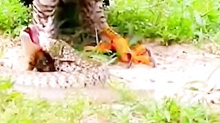 Animals Very dangerous video