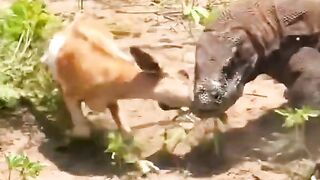 Animals Very dangerous video