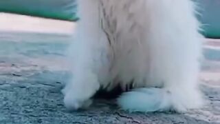 Cat funny