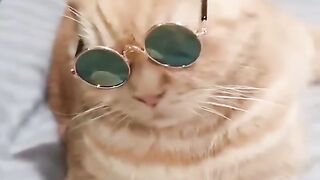Funny cat
