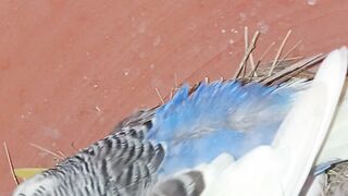 Bird chiks hatching start