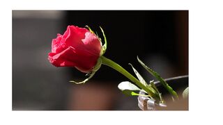 BEAUTIFULL FLOWER