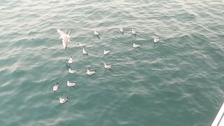 Fun game of birds in the river????????????????????