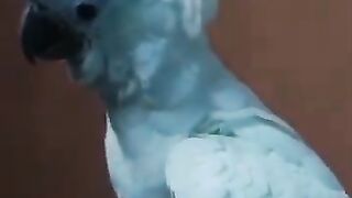 New video funny latest video.