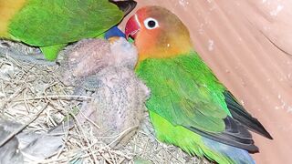 Love  birds