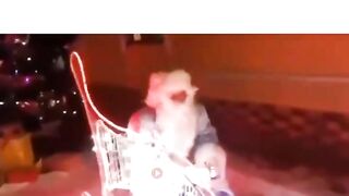 funny video