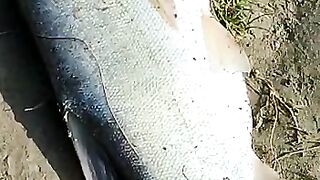 Big Fish  2023