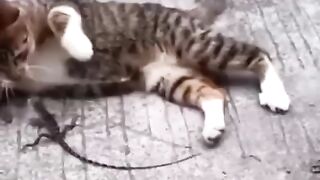 Lazid attack on cat ????????