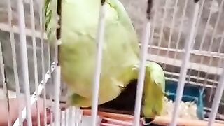 #parrot#short video#short#parrot lover