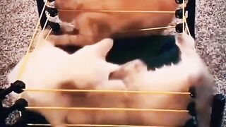 Cat WWE funny fighting ????????????