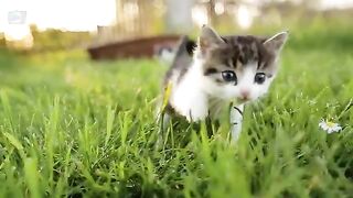Cat_Sounf_Effect