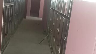 دیکورات الجبس وجبسم بورڈ @decor@alkharaj