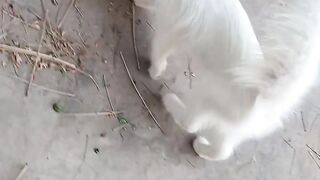 Russian cat latest video new video.
