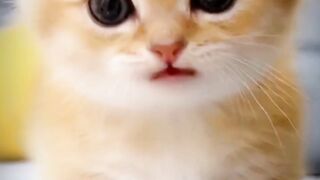 Cute Child Cat ????????
