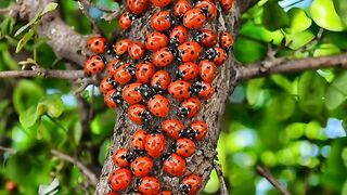 beatiful bugs