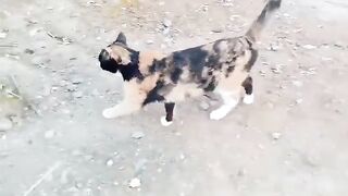This is a gorgeous orange, black and white meowing cat