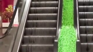 funny cat