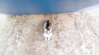 This is the most stunning stray cat in the world