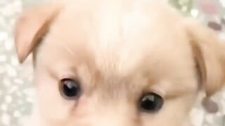 Puppy ????????