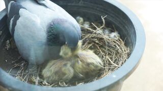 Beautiful pigeon mother feed our children#shots video