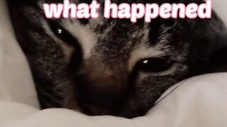 Baby Cats - Cute and Funny Cat Video