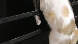 Kitty looking for something