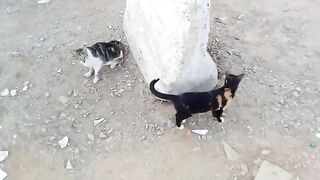 Funny Cats Video