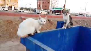 2 funny cats