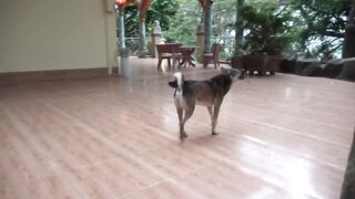 how dogs react when seeing stranger